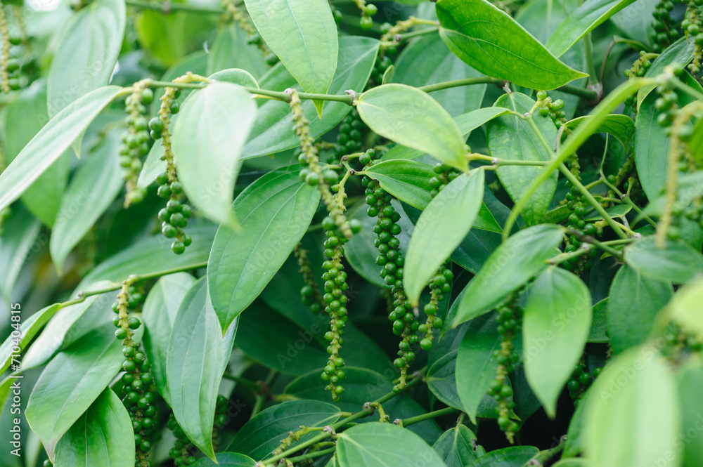 Fototapeta premium Black pepper fruits grow on tree in garden