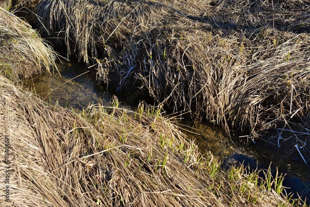 Fototapeta premium stream in the forest isolated and surrounded with dry grass 