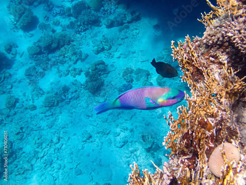 Extraordinary inhabitants in the coral reef of the Red Sea