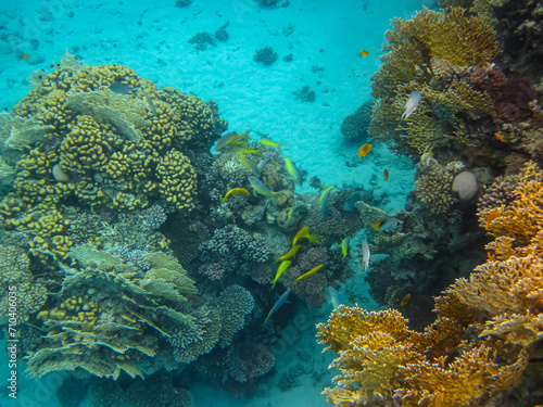 Fototapeta Naklejka Na Ścianę i Meble -  Extraordinary inhabitants in the coral reef of the Red Sea