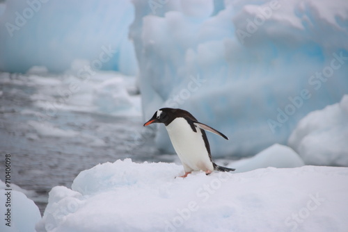 Gentoo Penguin (Pygoscelis papua), Danco Island, Antarctica.