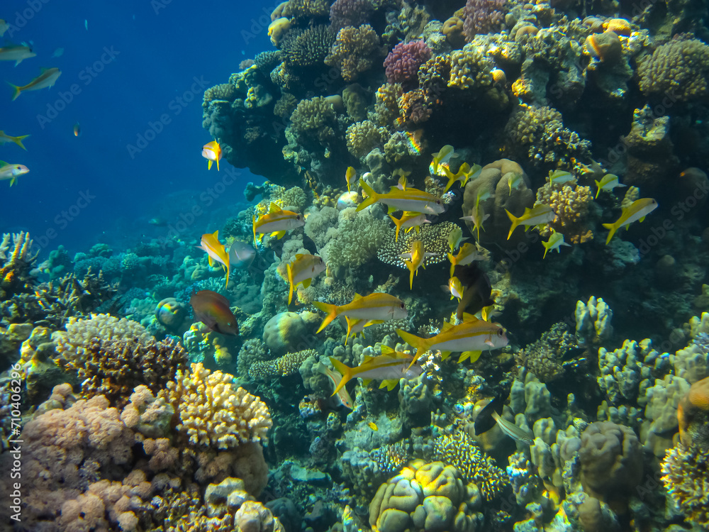 Naklejka premium Extraordinary inhabitants in the coral reef of the Red Sea