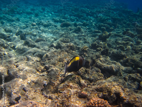 Extraordinary inhabitants in the coral reef of the Red Sea