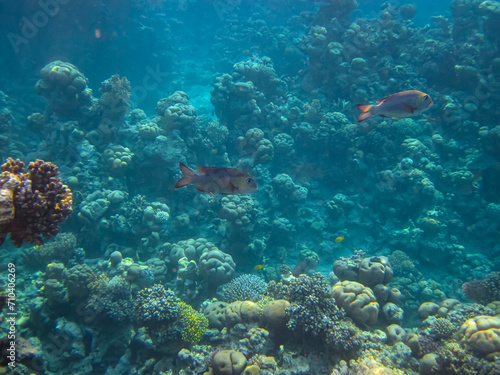 Fototapeta Naklejka Na Ścianę i Meble -  Extraordinary inhabitants in the coral reef of the Red Sea