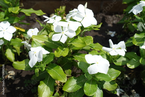 Bloom of white flowers of Catharanthus roseus in July photo