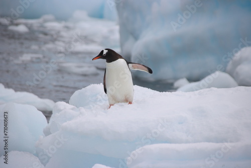 Gentoo Penguin  Pygoscelis papua   Danco Island  Antarctica.