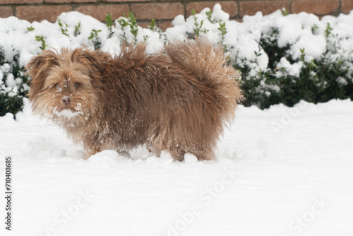  A puppy is playing in the snow. A wonderful winter morning. Pets