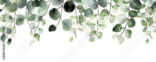 Lush green eucalyptus branch extending across a isolated on transparent or white background, showcasing vibrant leaves in various stages of growth, in watercolor style photo