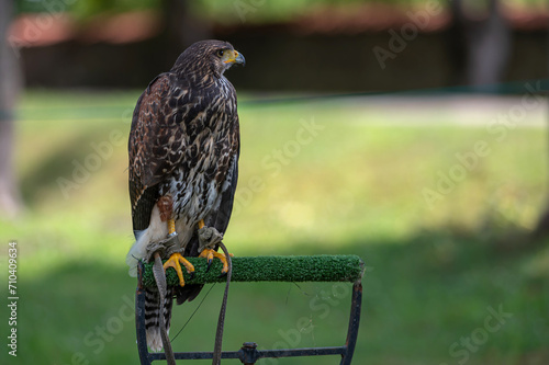 Closeup portrait of a domesticated hawk isolated on a defocused natural background with copy space. photo