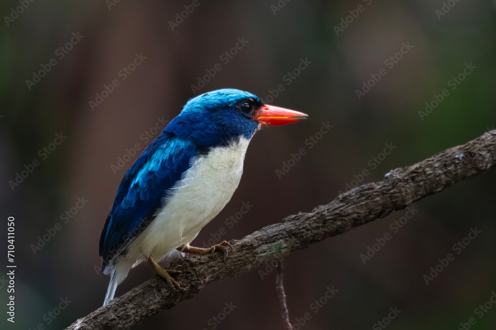 Common paradise-kingfisher (Tanysiptera galatea), also known as the Galatea paradise kingfisher and the racquet-tailed kingfisher, observed in Waigeo in West Papua, Indonesia Common paradise-kingfisher (Tanysiptera galatea), also known as the Galatea paradise kingfisher and the racquet-tailed kingfisher, observed in Waigeo in West Papua, Indonesia