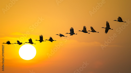 a flock of migratory birds flies in wedges in the distance in the sunset sky