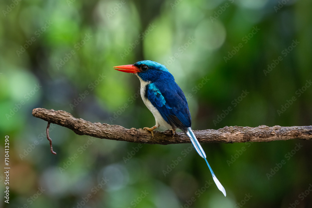 Common paradise-kingfisher (Tanysiptera galatea), also known as the Galatea paradise kingfisher and the racquet-tailed kingfisher, observed in Waigeo in West Papua, Indonesia