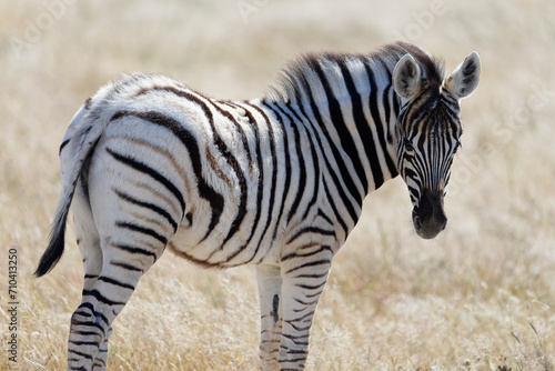 A baby zebra faces the camera and fills the frame of the photo