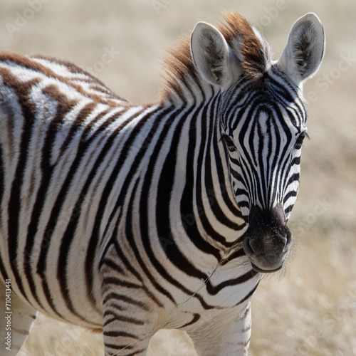 A baby zebra or foal is looking at the camera, it has some grass hanging from its mouth © Anne
