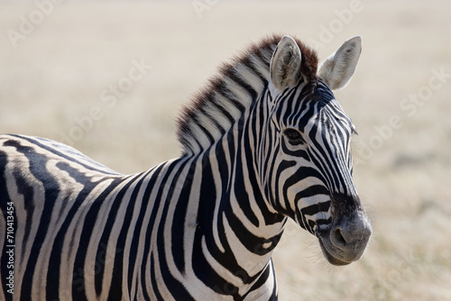 A zebra stands proudly  side on to the camera with its ears forward.