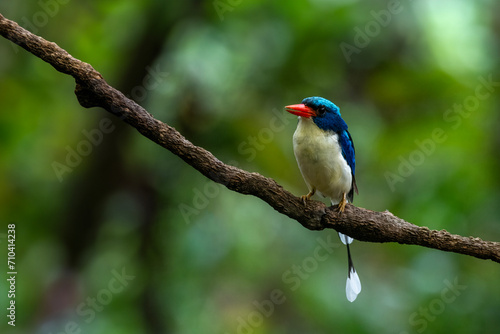 Common paradise-kingfisher (Tanysiptera galatea), also known as the Galatea paradise kingfisher and the racquet-tailed kingfisher, observed in Waigeo in West Papua, Indonesia