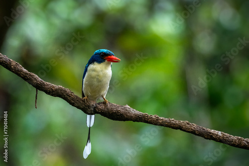 Common paradise-kingfisher (Tanysiptera galatea), also known as the Galatea paradise kingfisher and the racquet-tailed kingfisher, observed in Waigeo in West Papua, Indonesia