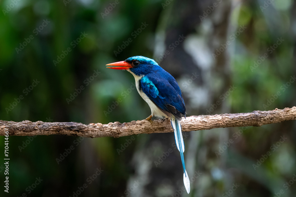 Common paradise-kingfisher (Tanysiptera galatea), also known as the Galatea paradise kingfisher and the racquet-tailed kingfisher, observed in Waigeo in West Papua, Indonesia Common paradise-kingfisher (Tanysiptera galatea), also known as the Galatea paradise kingfisher and the racquet-tailed kingfisher, observed in Waigeo in West Papua, Indonesia