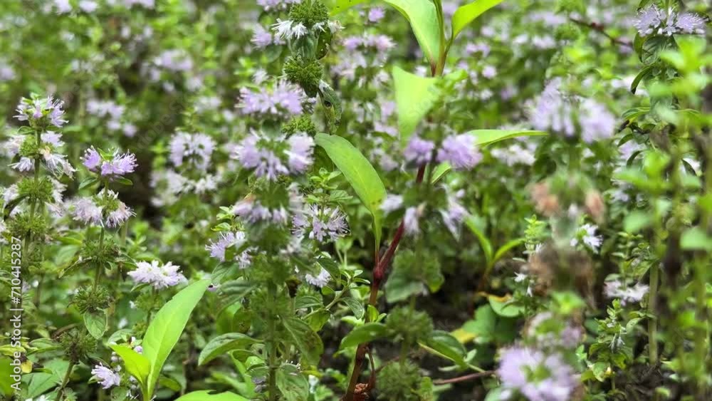 wild bee on herbal plant flower fresh organic honey bee grazing in meadow spring season natural landscape of wonderful healthy life diet mint wildlife eatable brew hot drink herbal tea in Iran Gilan wild bee on herbal plant flower fresh organic honey bee grazing in meadow spring season natural landscape of wonderful healthy life diet mint wildlife eatable brew hot drink herbal tea in Iran Gilan
