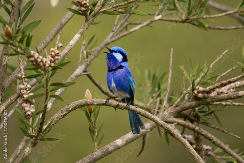 Splendid Fairywren