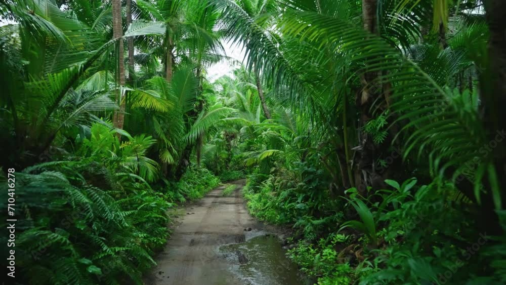 Driving through tropical green lush vegetation. View of exotic palms and plants. Tropical flora, vivid green hues, leafy paradise. Driving through tropical green lush vegetation. View of exotic palms and plants. Tropical flora, vivid green hues, leafy paradise.