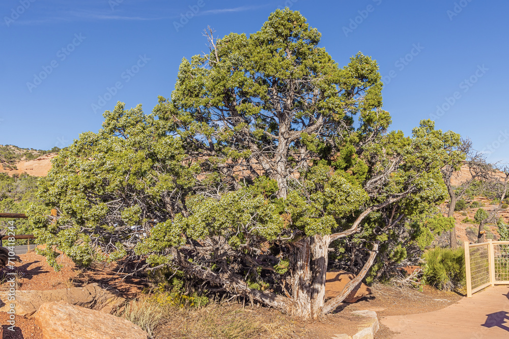 Utah juniper tree with fresh blueish cones, at the Fruita Canyon View in the Colorado National Monument