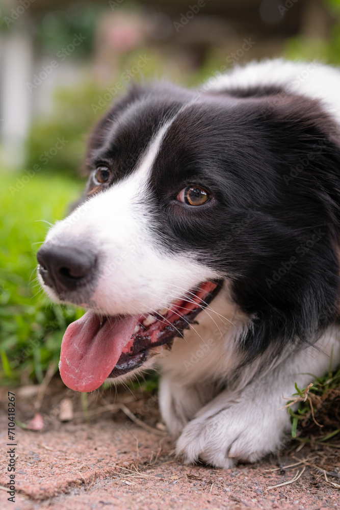 Border Collie puppy. Portrait of a dog resting on the grass in the park. Tired canine lying Border Collie puppy. Portrait of a dog resting on the grass in the park. Tired canine lying