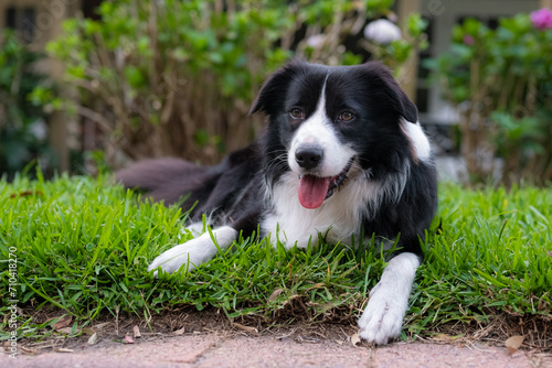 Border Collie puppy. Portrait of a dog resting on the grass in the park. Tired canine lying