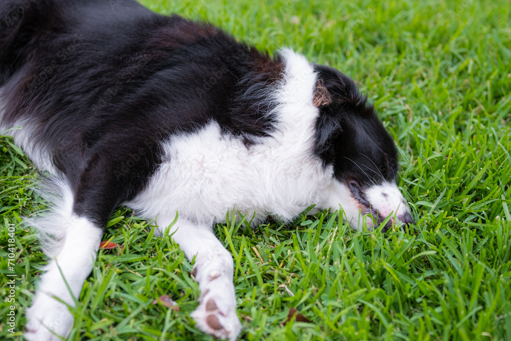 Border Collie puppy. Portrait of a dog resting on the grass in the park. Tired canine sleeping Border Collie puppy. Portrait of a dog resting on the grass in the park. Tired canine sleeping