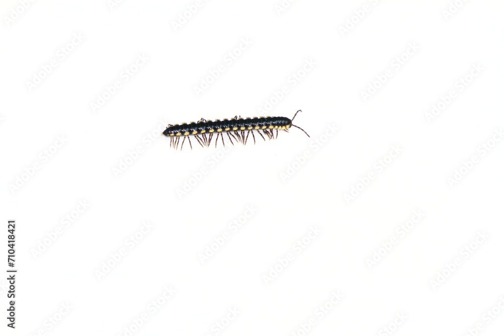 milipede on white background milipede on white background