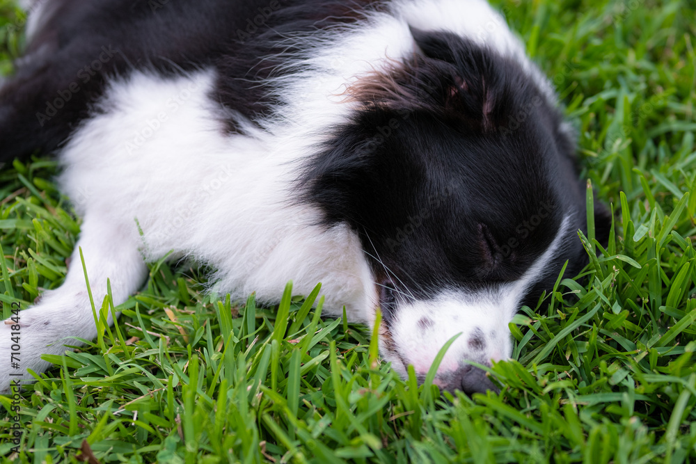 Border Collie puppy. Portrait of a dog resting on the grass in the park. Tired canine sleeping Border Collie puppy. Portrait of a dog resting on the grass in the park. Tired canine sleeping