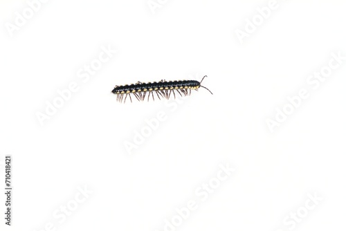 milipede on white background