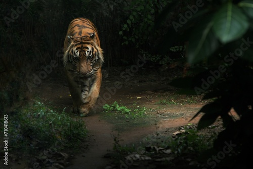 Sumatran tiger walking around in the dimly lit thicket photo