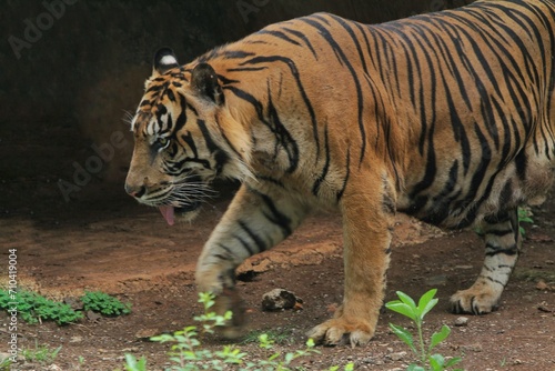 Sumatran tiger walking in the fields