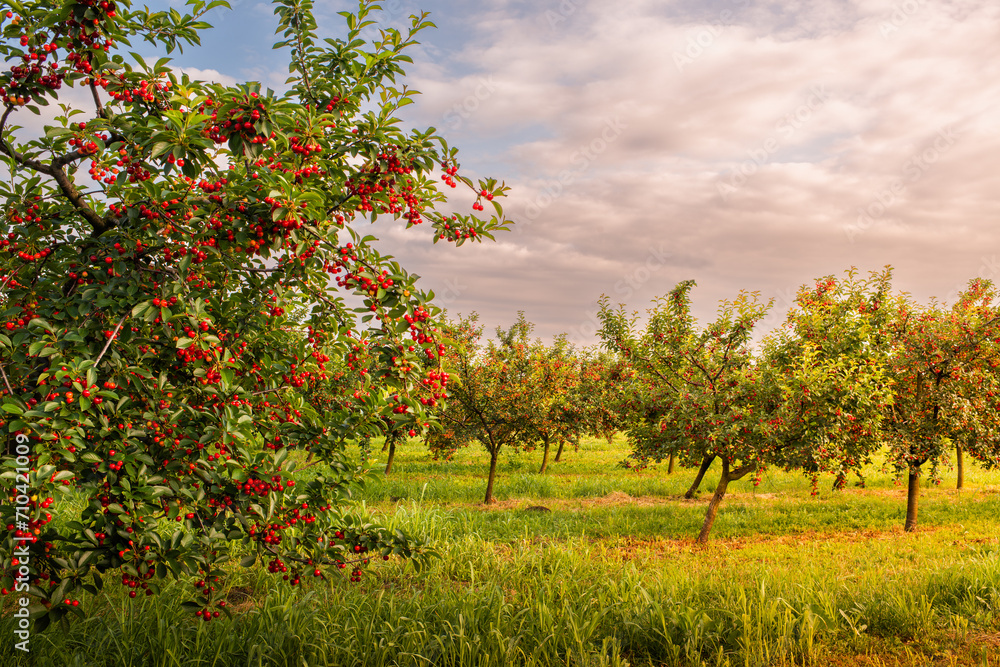 Ripe sour cherry trees orchard fields