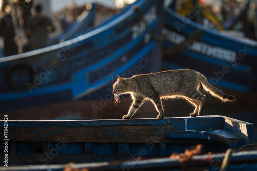Beautiful colors in the port of fishermen in Essaouira, Morocco