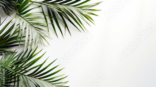white background with a coconut leave and copy space.