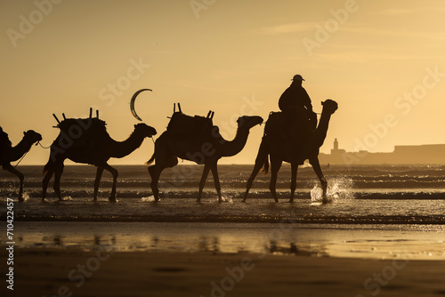 Silhouette of camel caravan on the beach with reflection at sunset in background. Essaouira  Morocco