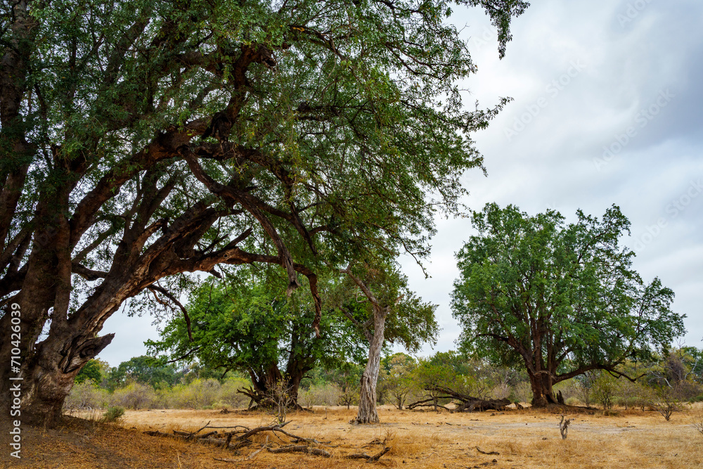 Fototapeta premium Huge nyala, nyala berry, mutshato, or mashatu tree (Xanthocercis zambesiaca). Mashatu Game Reserve. Northern Tuli Game Reserve. Botswana.