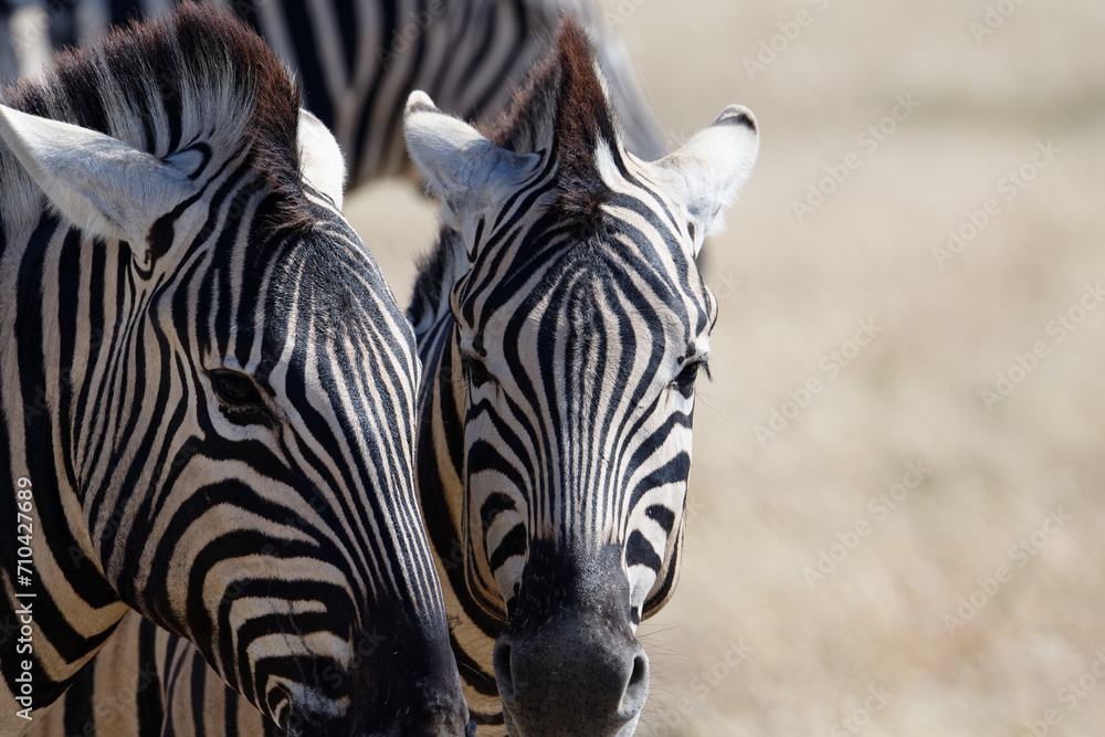 Fototapeta premium Angry zebras with their ears back