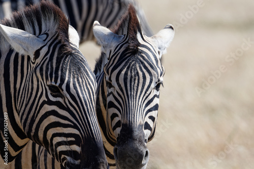 Angry zebras with their ears back