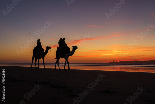 Silhouette of camel caravan on the beach with reflection at sunset in background. Essaouira  Morocco