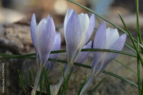 Spring blooming Crocus alexandri in the garden photo