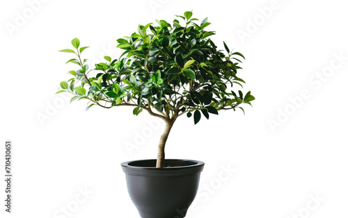 Triangle Ficus in Black Pot on a transparent background
