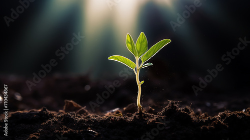 green young tree sprout on a blue blurred background idea business startup investment success photo