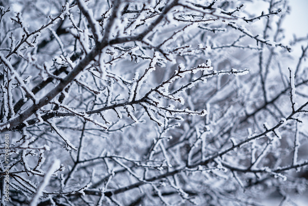 Obraz premium Winter atmospheric landscape with frost-covered dry plants during snowfall. Winter Christmas background
