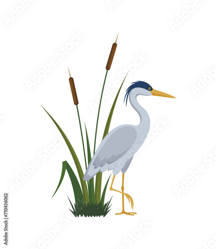 Gray heron and cattail eps 10