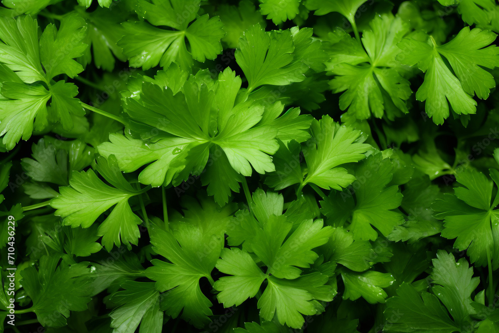 Parsley as background Parsley as background