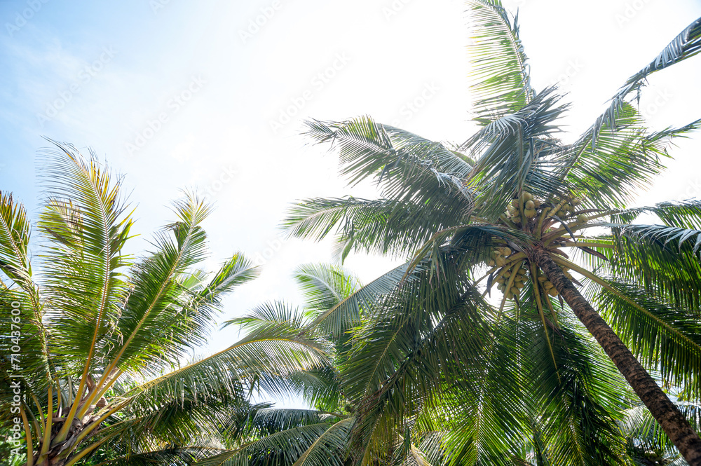exotic palm trees against a blue sky exotic palm trees against a blue sky