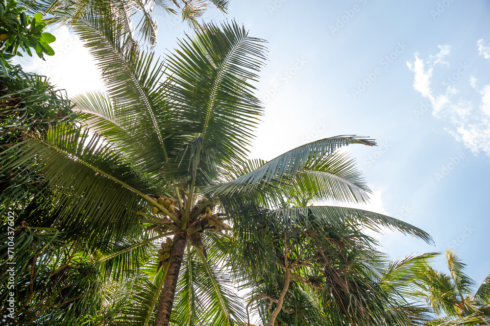 exotic palm trees against a blue sky exotic palm trees against a blue sky